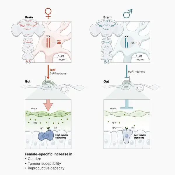 Gut signalling