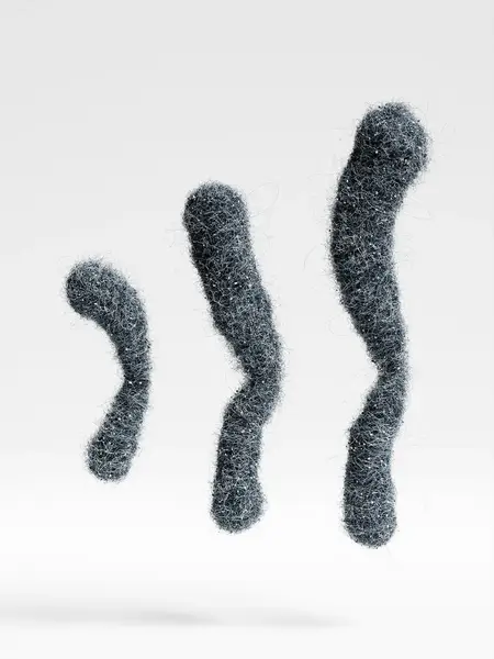 Y chromosome size