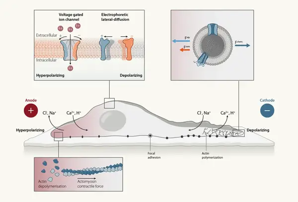 Bioelectricity in Morphogenesis