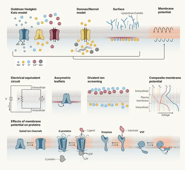 Bioelectricity and Morphogenesis