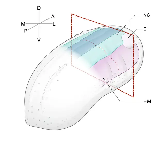 Zebrafish embryo