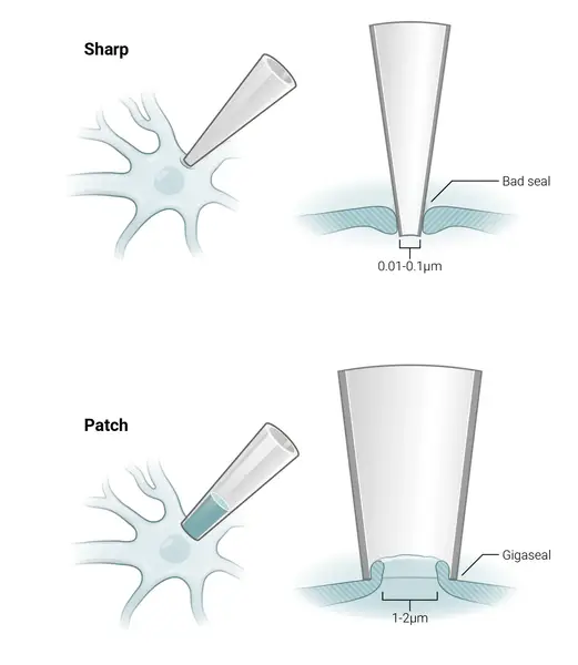 Neuroscience Slide
