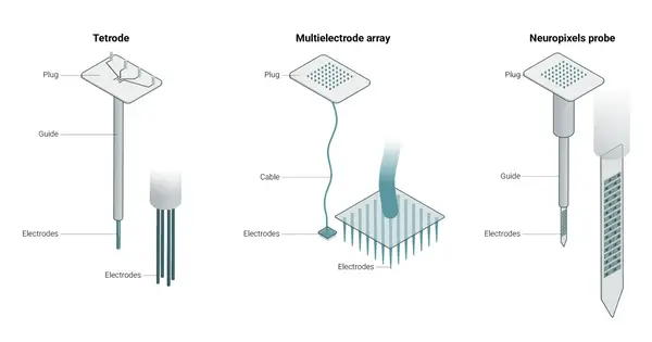 Neuroscience Slide