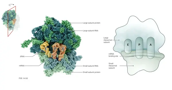 Neuroscience Slide