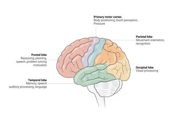 Neuroscience Slide
